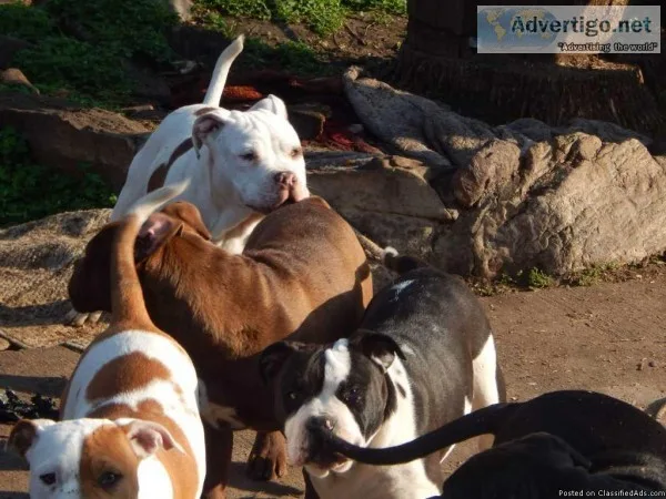 EngAm bulldogges