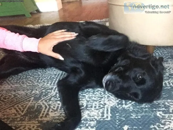 Pet and House sitting services