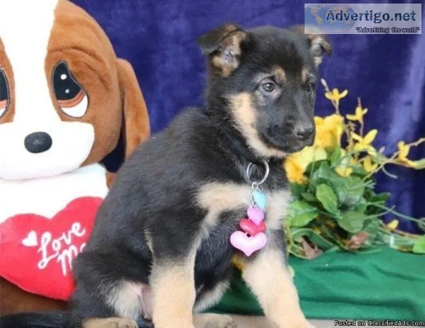 pure breed German shepherd  puppies