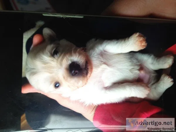 Pug x bichon
