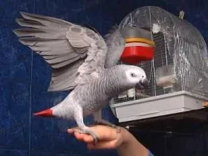 Male African Grey Parrots