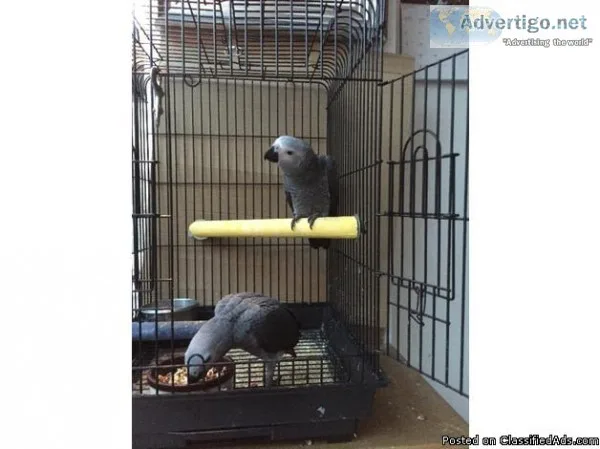 African Grey  with the cage for sale