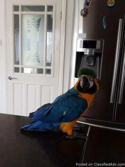 Blue and Gold Macaw Accessories and Cage 678 744 6389