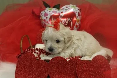 CKC Reg. Shih-poo Female Pups