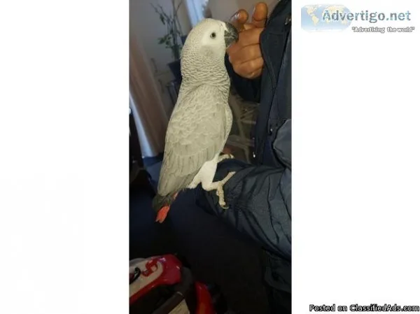 Baby african grey parrot