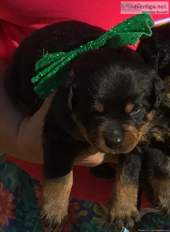 Rottweiler Puppies