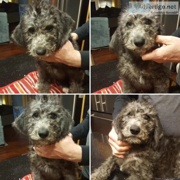 Teddy Bear Schnoodle Puppies