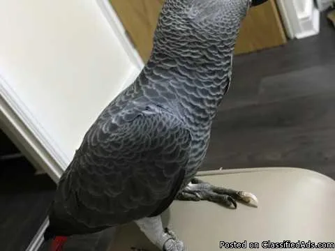 African grey baby