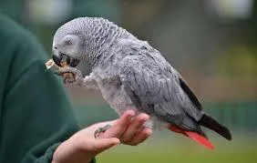 African Grey Parrots Available for sale