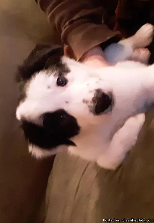 Border Collie pups Ready Now