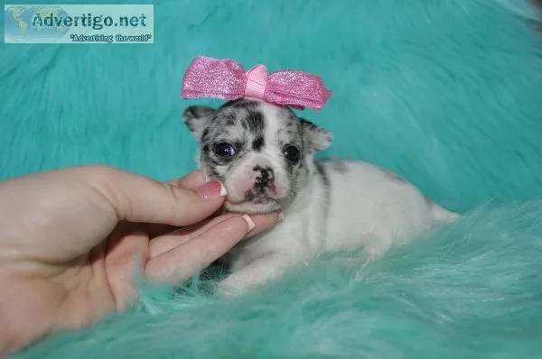 Tea cup chihuahua puppies-oklahoma city