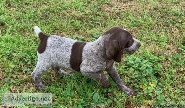AKC German Shorthair Pointers