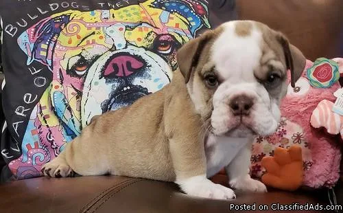 ENGLISH BULLDOG PUPPIES FOR SALE