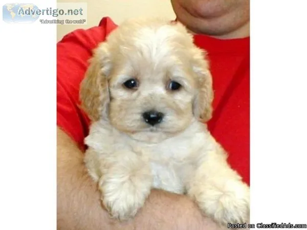 COCKAPOO PUPPIES FOR A GOOD HOME