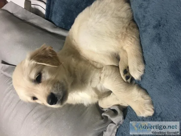Female Golden Retriever For Sale