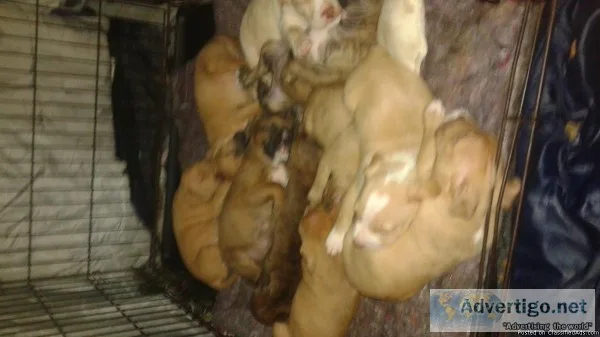ten male pit bull puppies