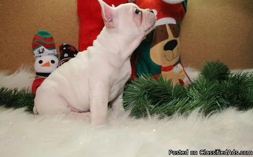 Clean French Bulldog Puppies