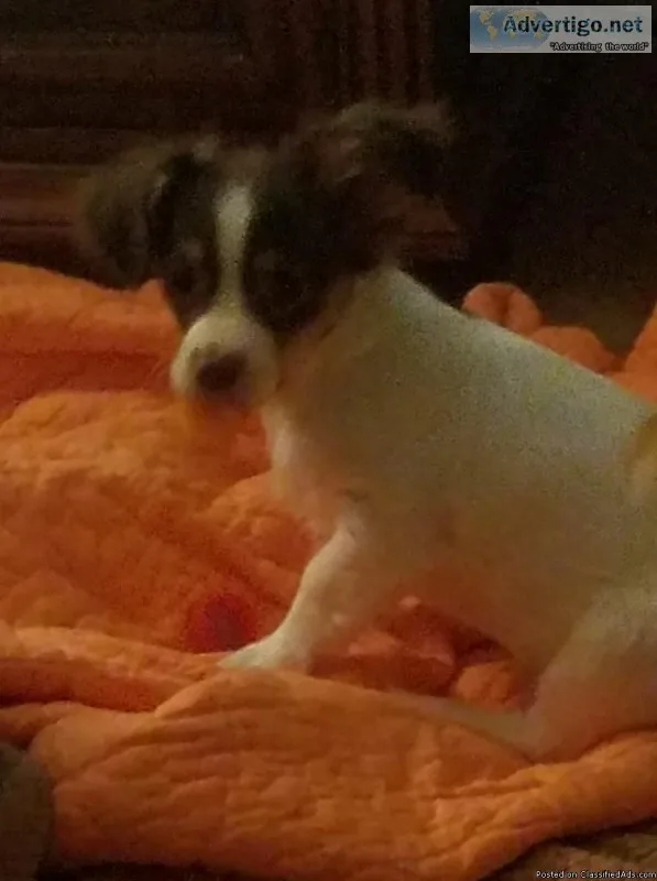 Free Chihuahua male puppy.