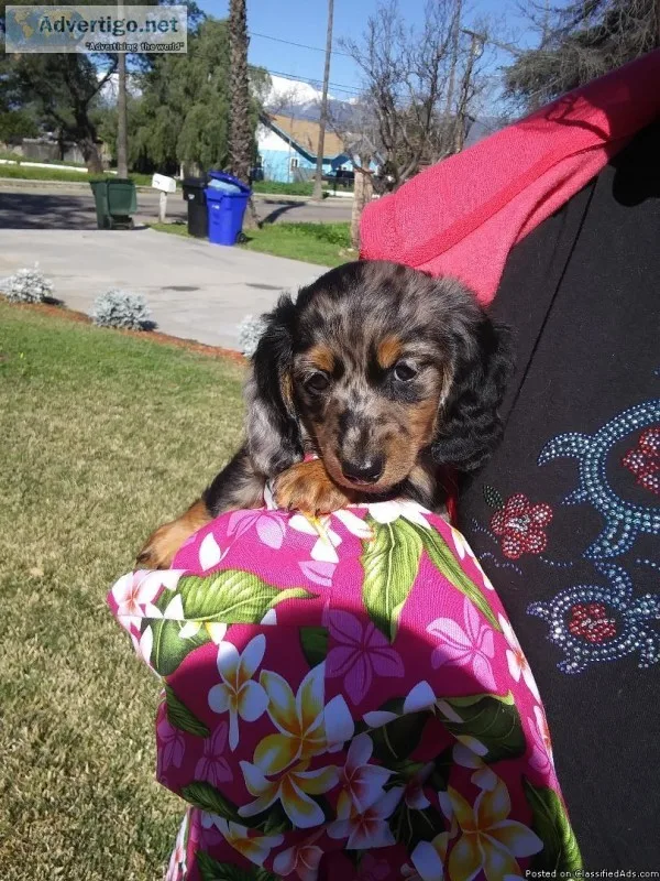 Mini Dachshund