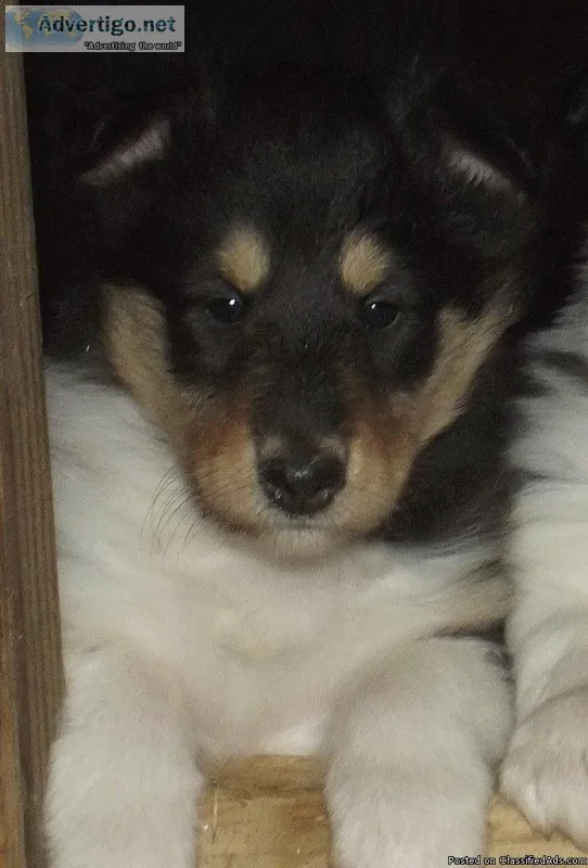 Henriette Female Collie