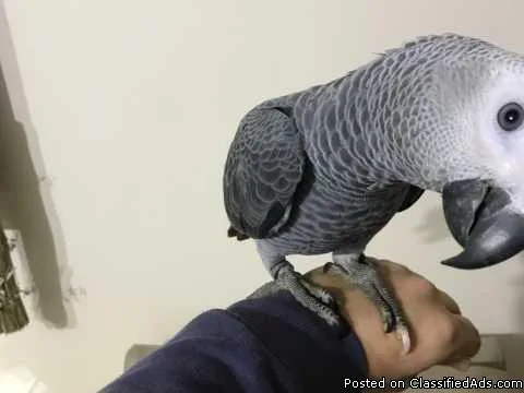 Fully Trained Talking Parrot