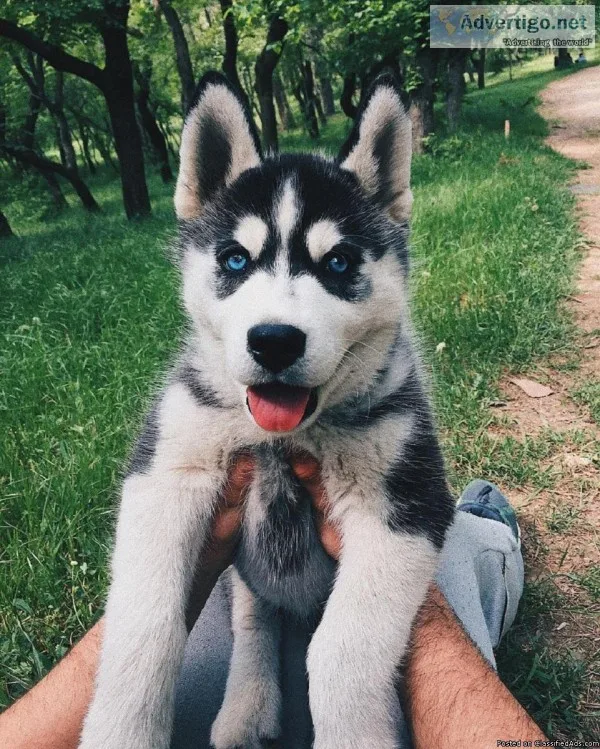 sweet siberian huskie puppy needs re homing