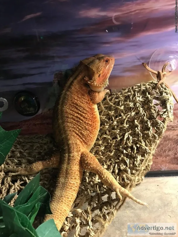 Beautiful bearded dragon