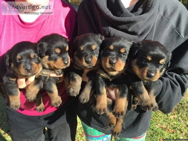 German Rottweiler Puppy