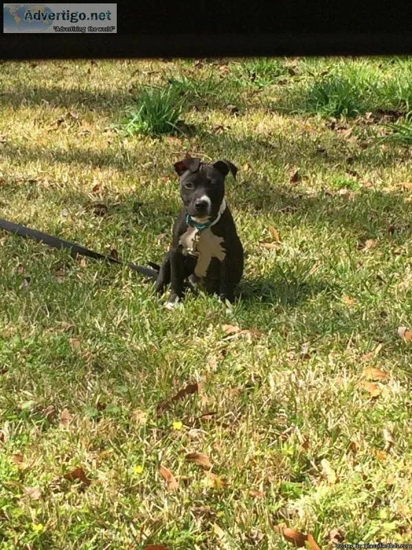 Razors edge and boudreaux female pitbull