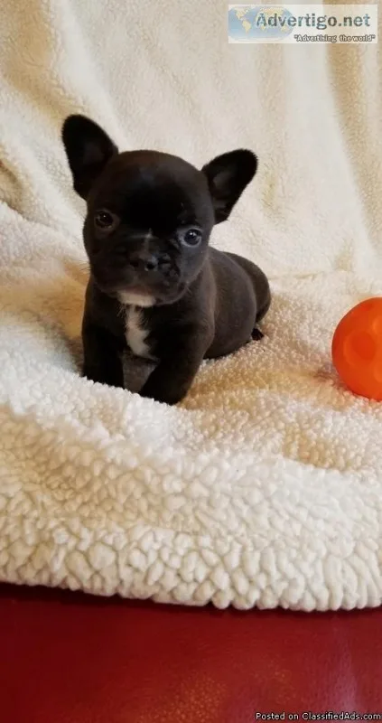 Healthy black French Bulldog Puppies for Sale