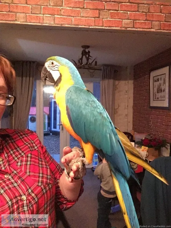 cute macaw for sale