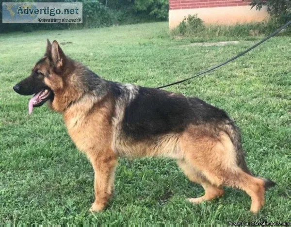 AKC German Shepherds Male and Female