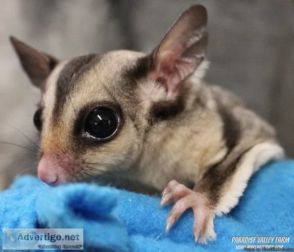 Female Caramel Sugar Gliders