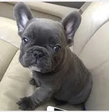 FRENCH BULLDOG PUPPIES FOR SALE