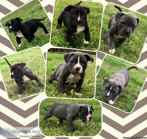 Pitbull puppies (Katy TX)