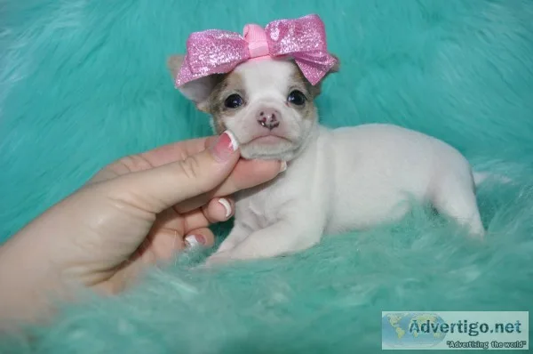 Tea cup chihuahua puppies-las vegas