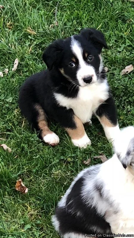 Australian Shepherd s 9weeks