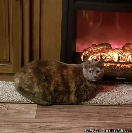 Great Cat needs a GOOD home