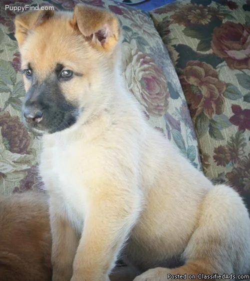 Puppy (Belgian Malinois )