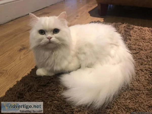 Persian kittens