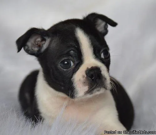 Clean Boston Terrier Puppies