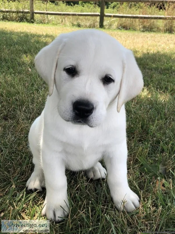 White English Lab Puppies AKC