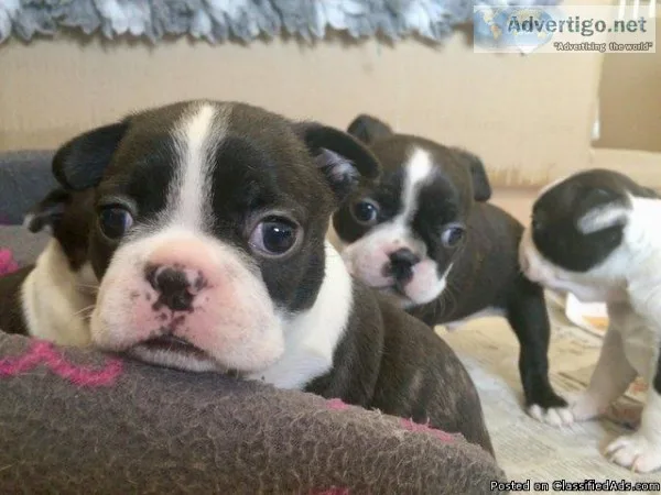 Boston Terrier puppys for sale