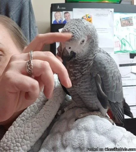 Top quality DNA tested African Parrots
