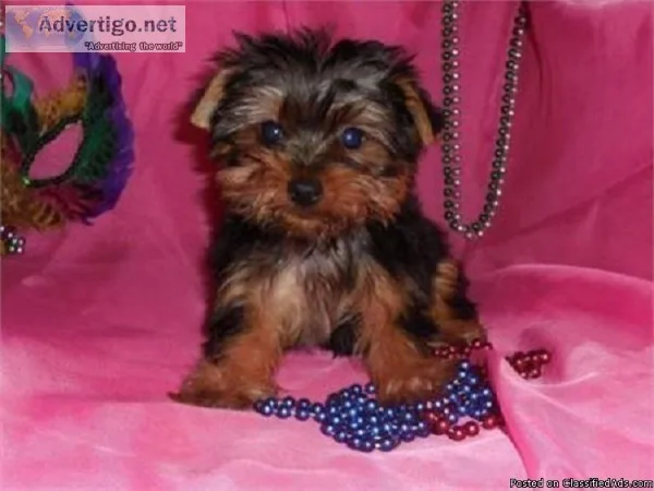 Tea Cup Yorkies Puppies ready