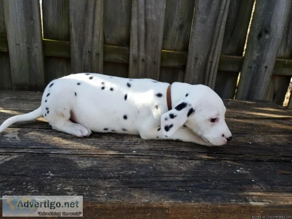 Dalmatian puppies