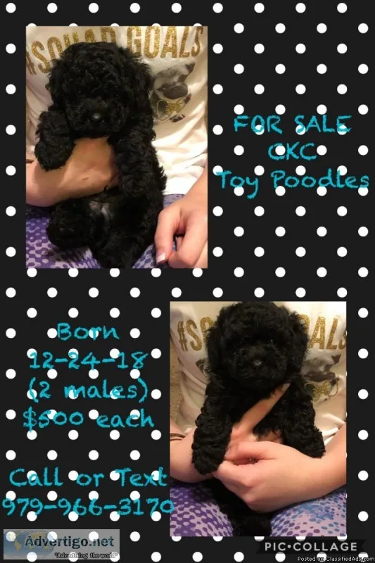CKC Male Toy Poodles