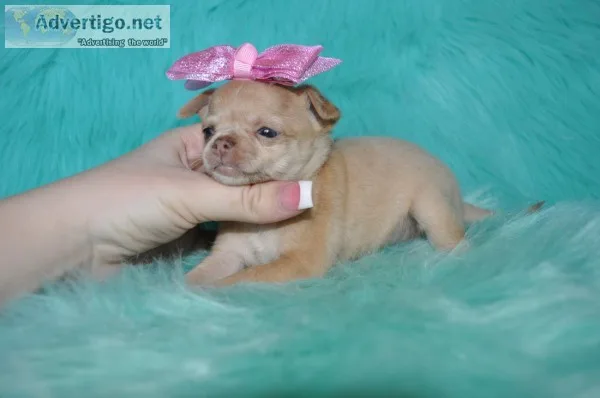 Tea cup chihuahua puppies-fort worth