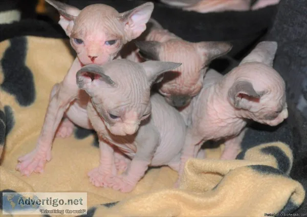 HCMFree Sphynx Kittens Now