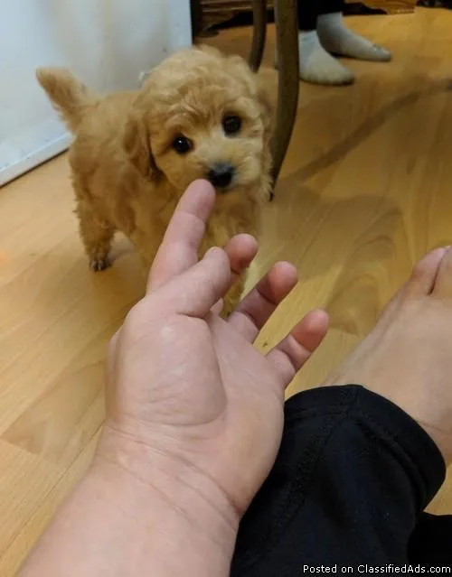 Healthy Toy Poodle Puppies for Sale